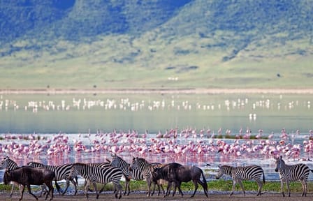 Game Drive Tour to Ngorongoro Crater from Arusha