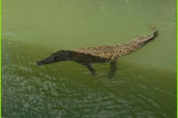 Black River Safari Guided Tour & YS Falls Tour  3