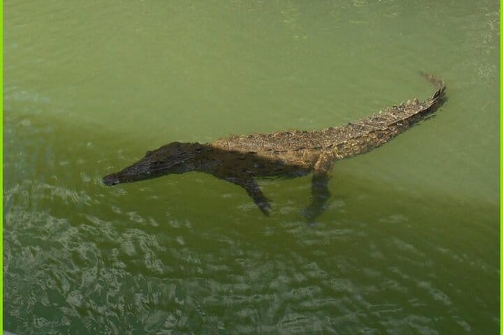 Black River Safari Guided Tour & YS Falls Tour  3
