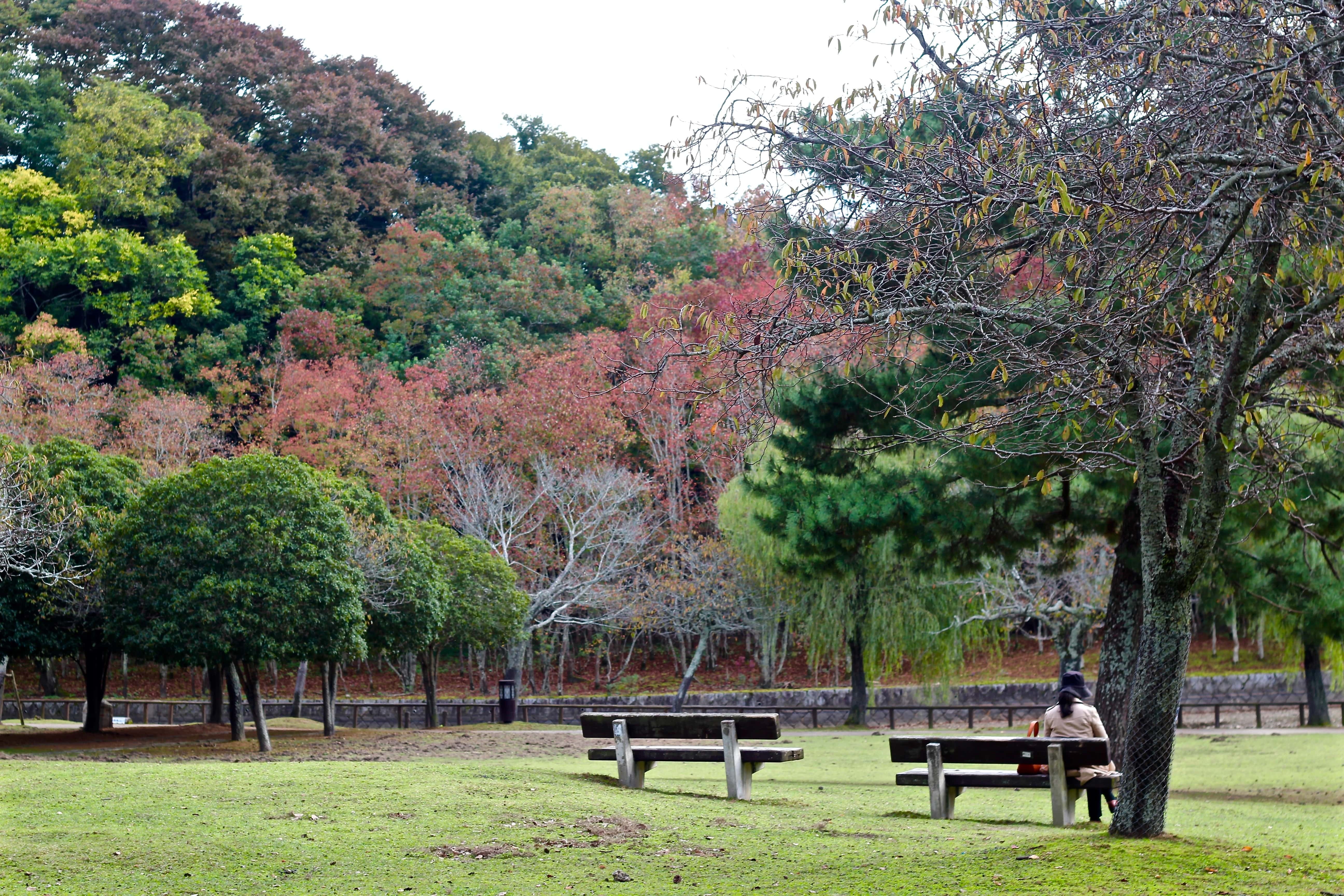 Nara Custom Day Tour