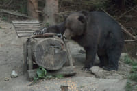 Evening at BEAR HIDE, in the wild - with your OWN VEHICLE 10