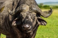 Majestic beast up close