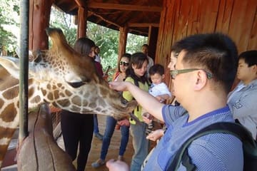 Day Tour: Giraffe Center and David Sheldrick Elephant Orphanage from Nairobi