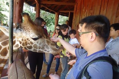 Day Tour: Giraffe Center and David Sheldrick Elephant Orphanage from Nairobi