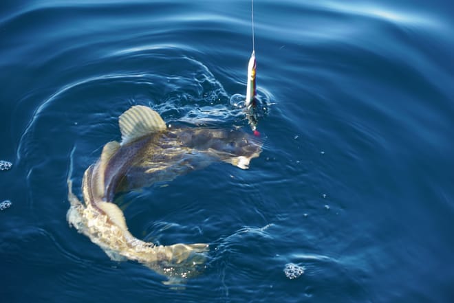 Fishing - Luxury Yacht Arctic Queen photo 4
