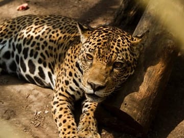See a jaguar at the animal rescue center