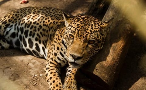 4-Day Amazon Eco-lodge Tour from Puerto Maldonado
