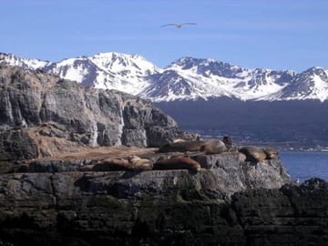 Sea Lions