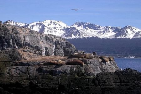 Beagle Channel Yacht Sailing Adventure from Ushuaia: Wildlife & Scenery