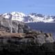 Sea Lions