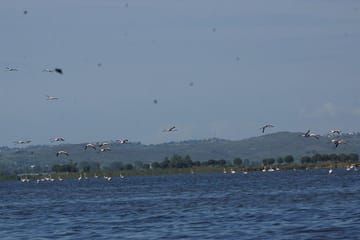 Karavasta Lagoon Boat Trip and Nature Tour from Tirana