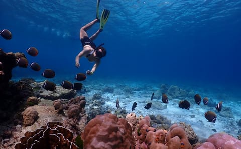 Phuket: Similan Island Snorkeling Adventure full day tour by Sea Star Andaman