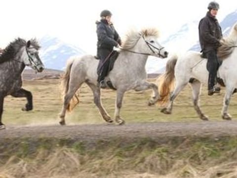 Horse Riding Tour and Explore Scenery in Gásir Akureyri, photo 3