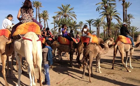 Camel Trekking Tour in the Marrakech Desert Landscape