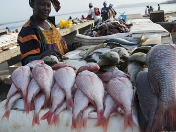 Local Fishing Market Tour, Tumbe Village: Pemba’s Daily Catch