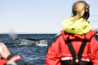 Akureyri Express Whales & Eyjafjord 7