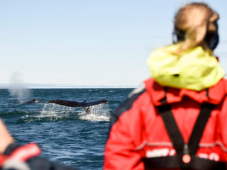 Akureyri Express Whales & Eyjafjord, photo 7