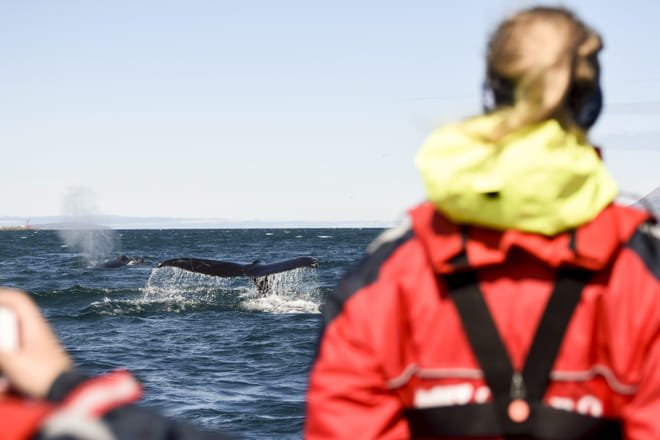Akureyri Express Whales & Eyjafjord 7
