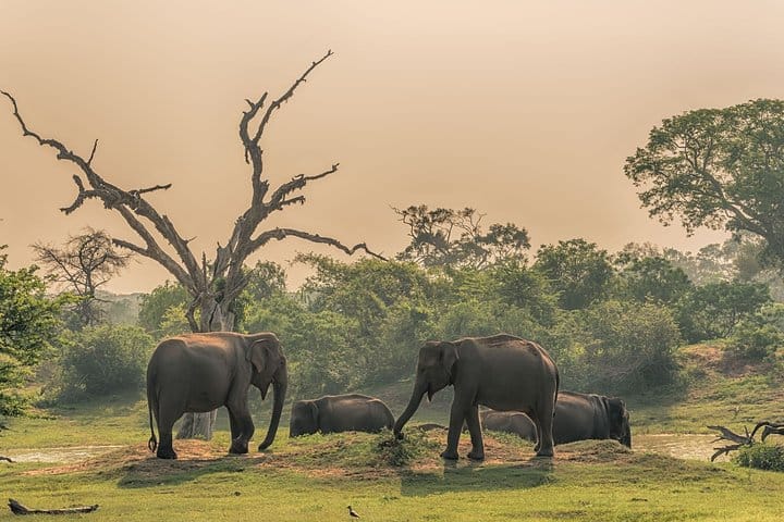 Minneriya National Park Safari from Anuradhapura 8