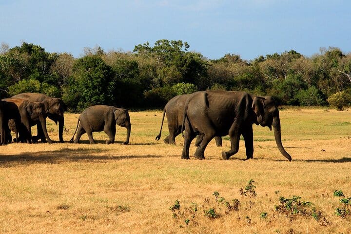 Minneriya Safari Tour from Habarana  6