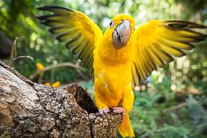 Bird Park & Iguassu Brazilian Side - Private Tour