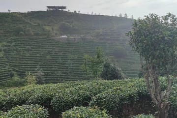 Tea Culture Experience at Qixianfeng Plantation in Yangshuo