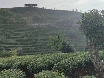 Qixianfeng Tea Plantation Tour in Yangshuo