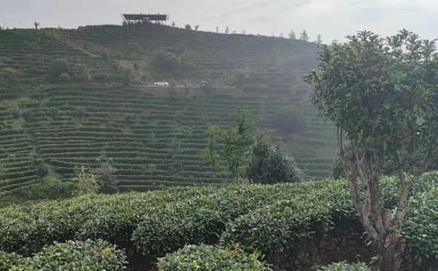 Tea Culture Experience at Qixianfeng Plantation in Yangshuo