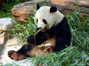 Beijing Zoo Entry Pass with Giant Panda Pavilion Access