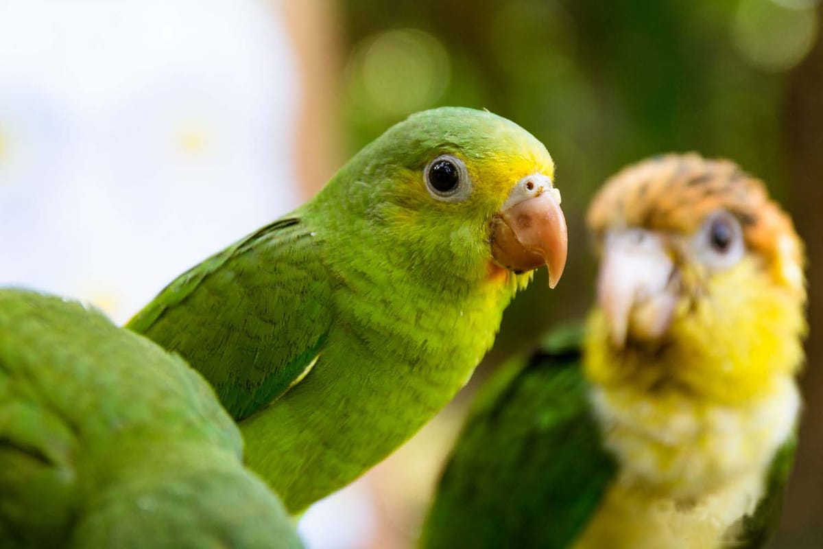 Pmal-03 : In-Depth Amazon Experience – 4 Days inside Rainforest