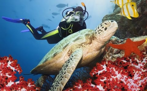 Scuba Diving Experience in Fethiye with Professional Guide