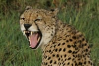 Cheetah at Masai Mara