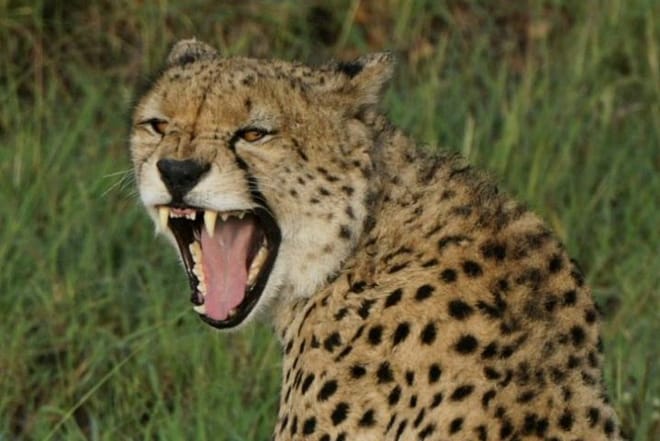 Cheetah at Masai Mara