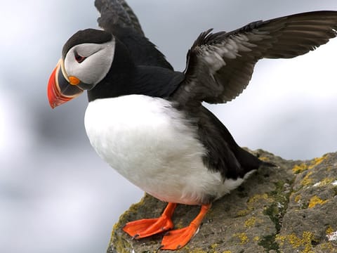 Puffins & Reykjavík Bay Sailing, photo 5