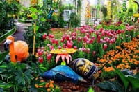  Dubai Butterfly Garden  8