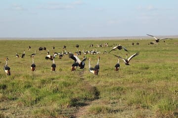 6 Days and 5 Nights Guided Safari Tour in a Land Cruiser