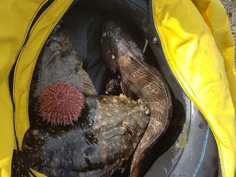 Freedive foodhunt , photo 2