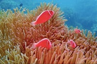 Phu Quoc Ocean Explorer and Fishing Trip 3