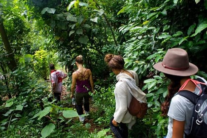 Rain Forest Trekking at Kitulgala Forest Reserve Sri Lanka