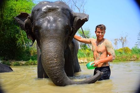Phuket: Elephant Save & Care Program Tour (Half Day Tour)