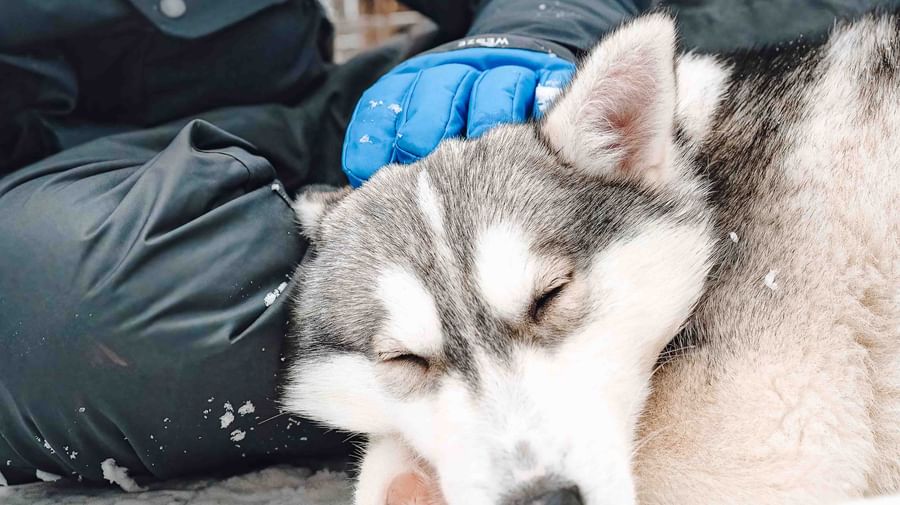 Apartments that accept 2024 huskies