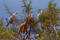 Tiout&Taroudant - guided day trip from Taghazoute 7