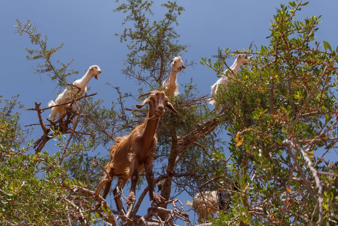 Tiout&Taroudant - guided day trip from Taghazoute 7