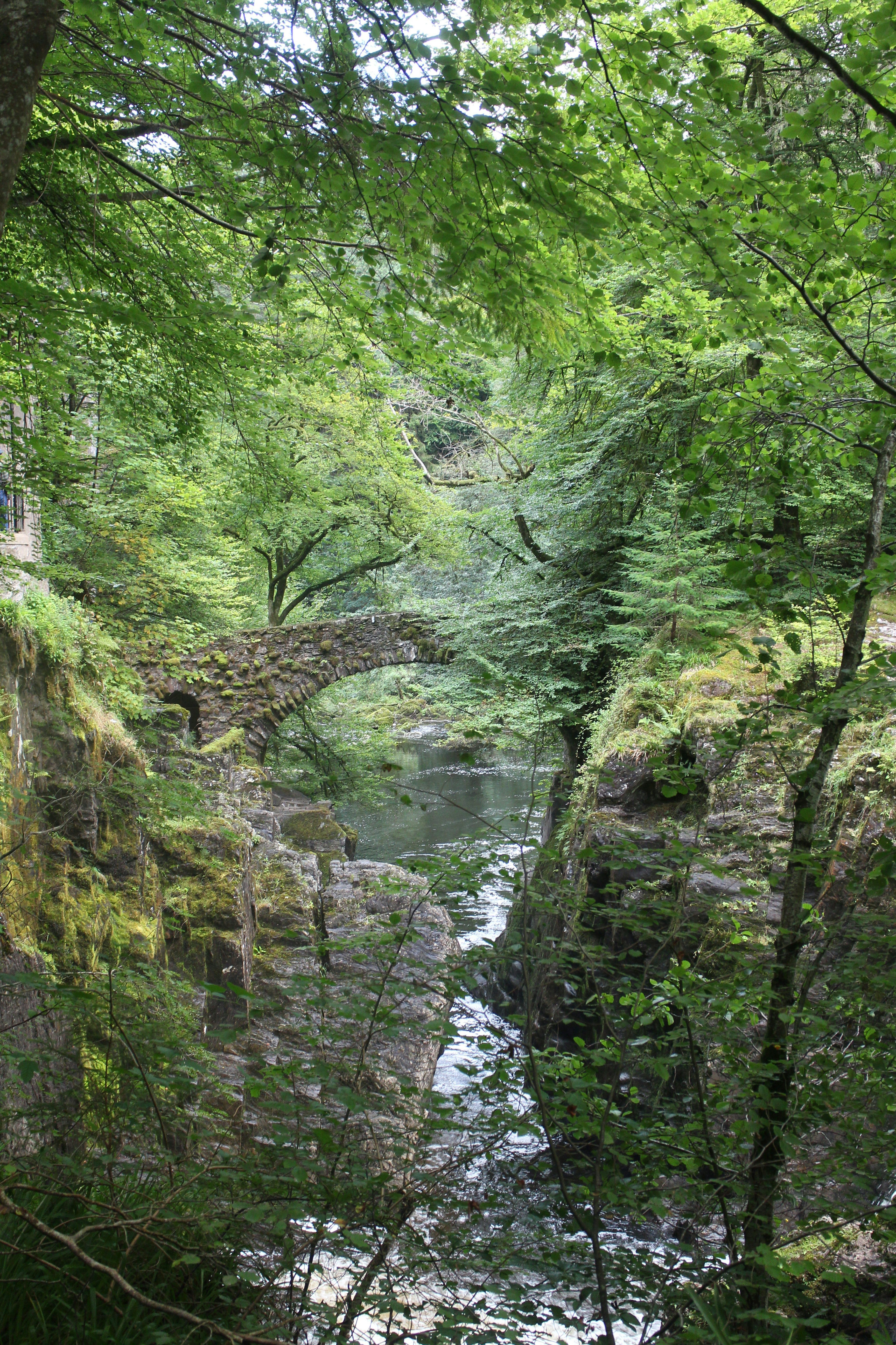 Woodland scenery Dunkeld Hermitage