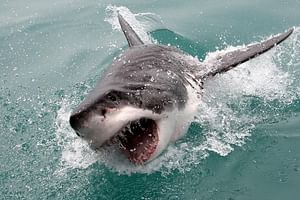 Cape town Private , Shark Diving Gangsbaai Tour