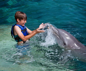 Dolphin Splash Riviera Maya