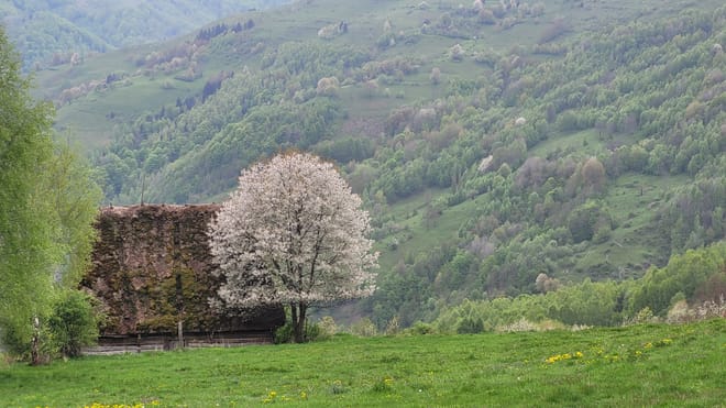 Discover Apuseni Mountains. Scarita Summit, Sipote Waterfall and  Dumesti Village  photo 6