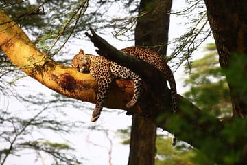 Day Trip to Lake Nakuru National Park from Nairobi