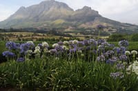 Cape Winelands - view from Delair Graff Estate Stellenbosch