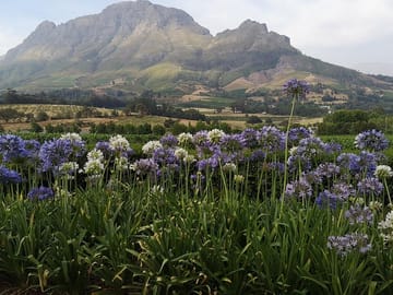 Cape Winelands - view from Delair Graff Estate Stellenbosch